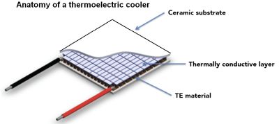 cooler anatomy